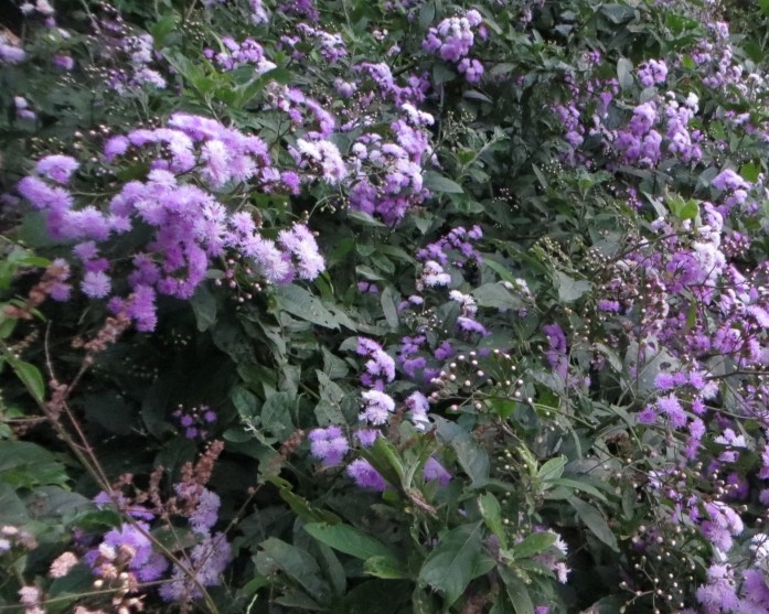 Bolivia - Vernonia fulta Griseb. cfr (Asteraceae)